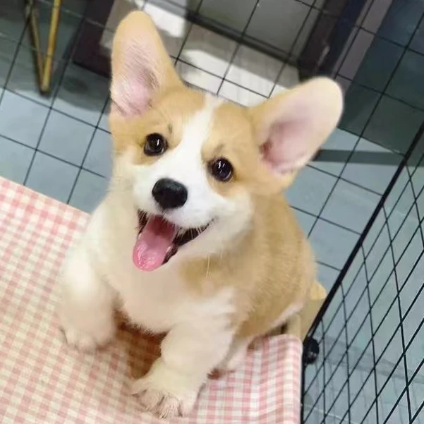 【喵小丁犬舍】柯基（一物一拍）家庭宠物狗狗活体幼犬