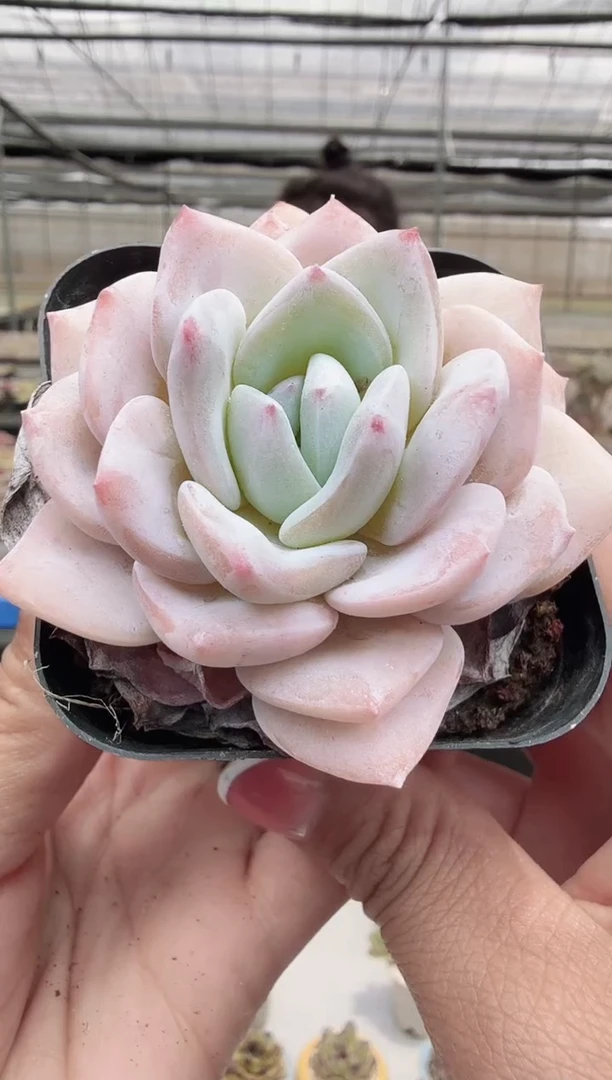 东云多肉园新款-145