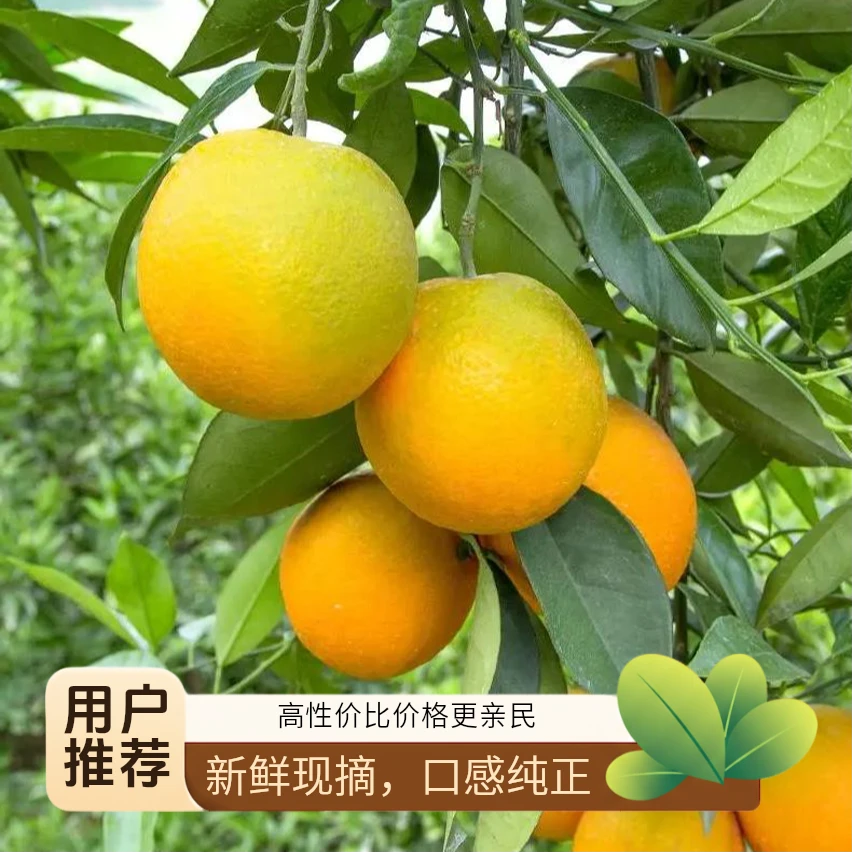 【秭归夏橙】正宗秭归夏橙清甜清润清爽多汁味浓应季新鲜水果现摘