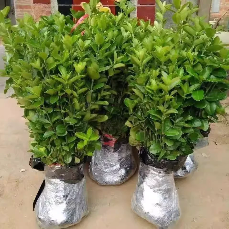 园林绿化苗木大叶黄杨四季常青庭院绿篱围墙苗