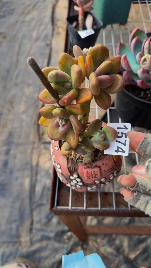 【闪购商品】1574芒果奶（裸根发货）