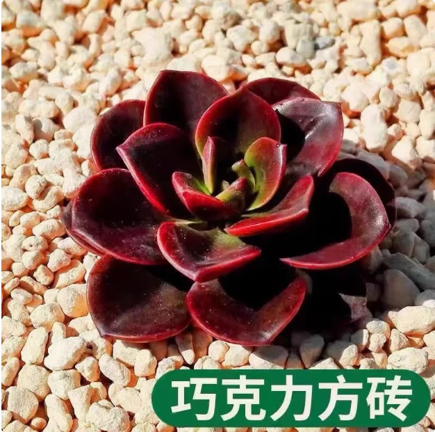 （满9.9元包邮）巧克力方砖多肉