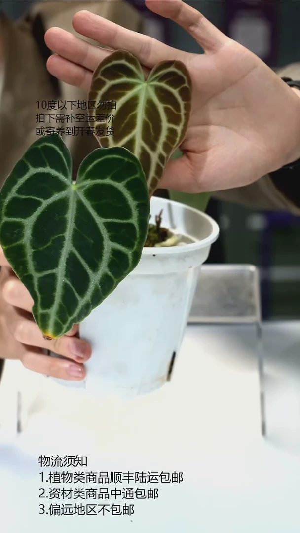 完全开放克莱恩王