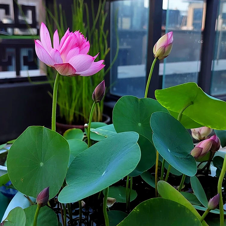 薇莲苑微莲碗莲霓裳种藕