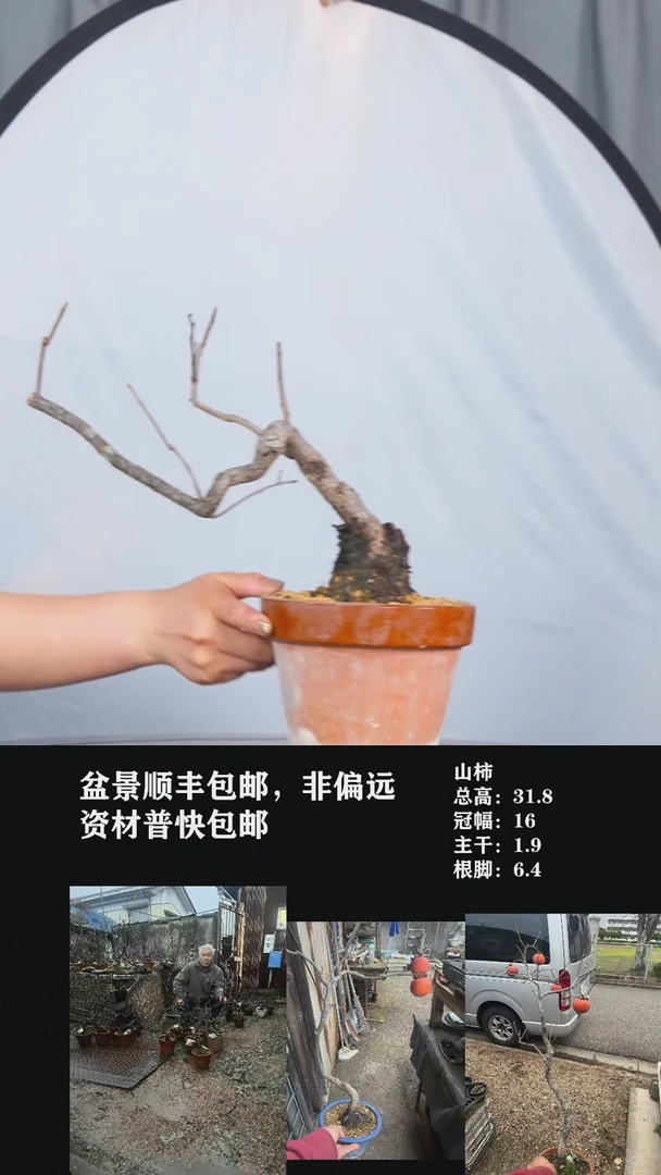 【闪购商品】-山柿