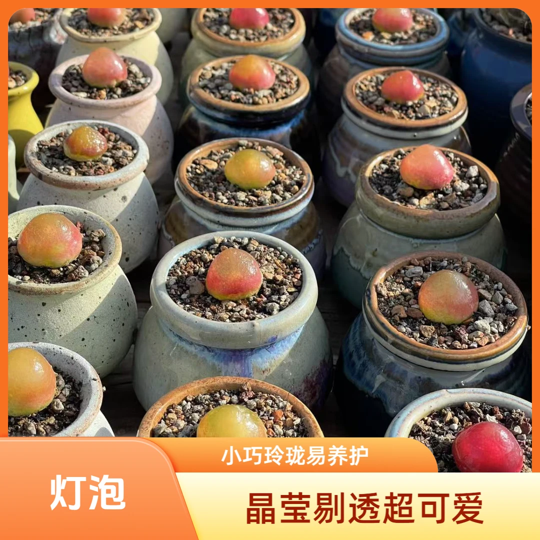 灯泡 肉锥 SH409彩色生石花多肉植物毛汉尼风铃组合阳台绿植盆栽