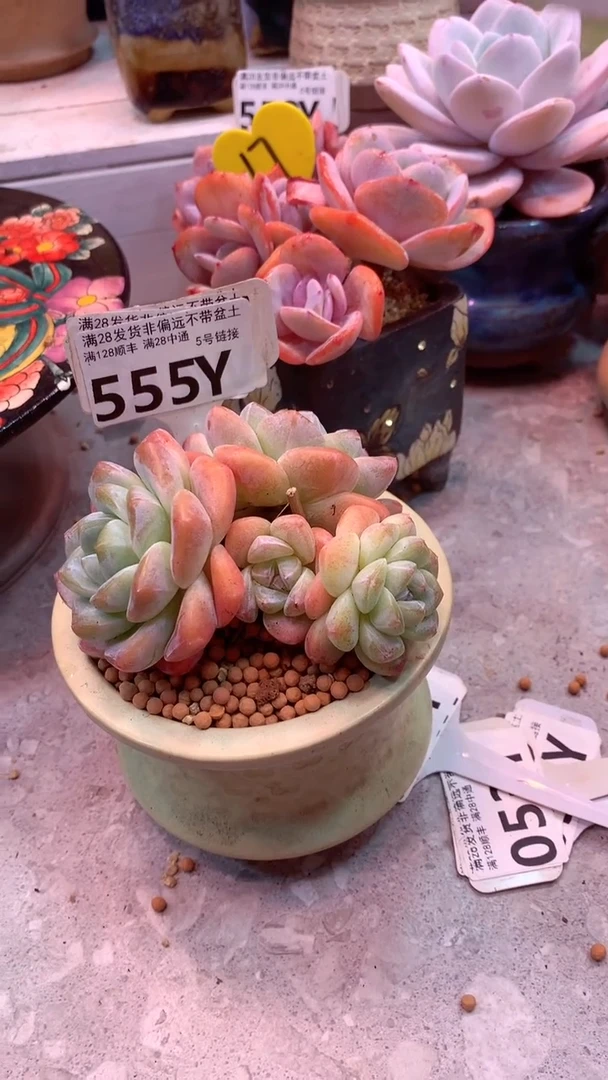 555Y 模特区 冰玉