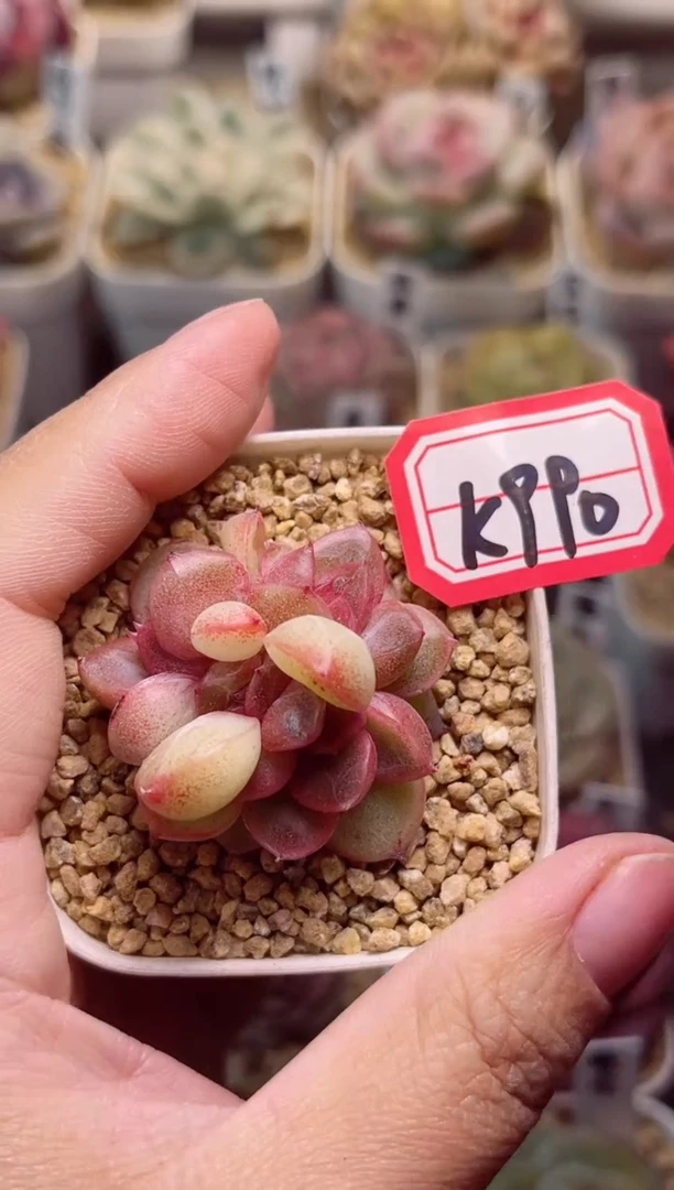 【闪购商品】K990麦芒特殊款一物一拍