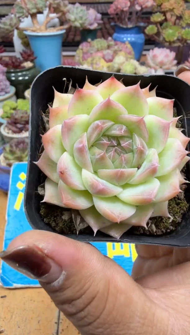 东云多肉园二店-553