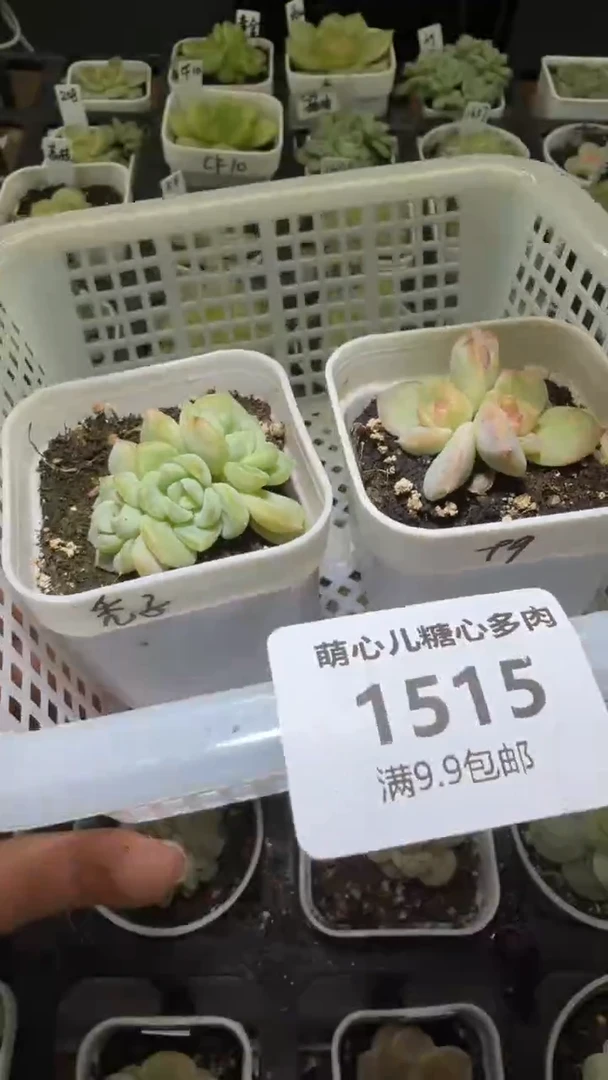 1515多肉植物多肉植物