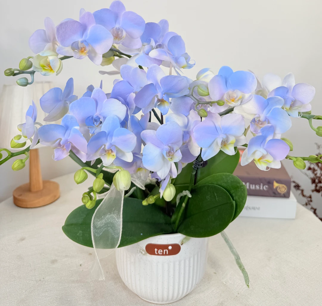 【极光】温柔色系蝴蝶兰鲜花组盆 喷色蝴蝶兰开花株