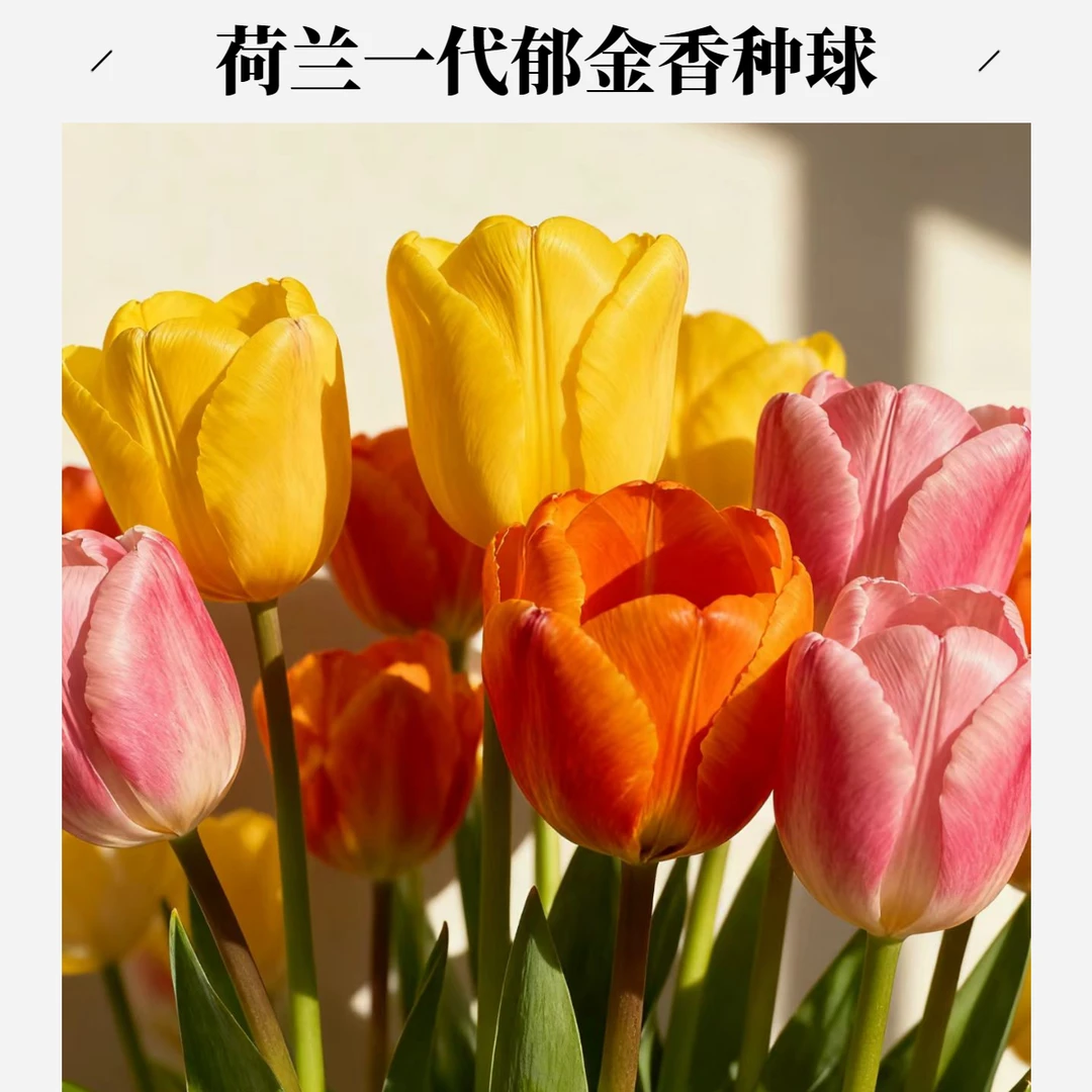 荷兰进口一代球郁金香种球自然球耐寒好养易开花种球水培土培