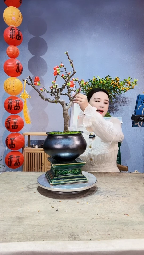 【闪购商品】盆景海棠 绿宝石