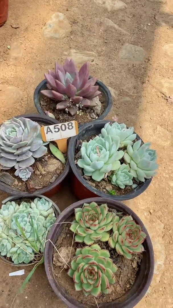 A508闪购清风花木兰多肉组合脱土发货