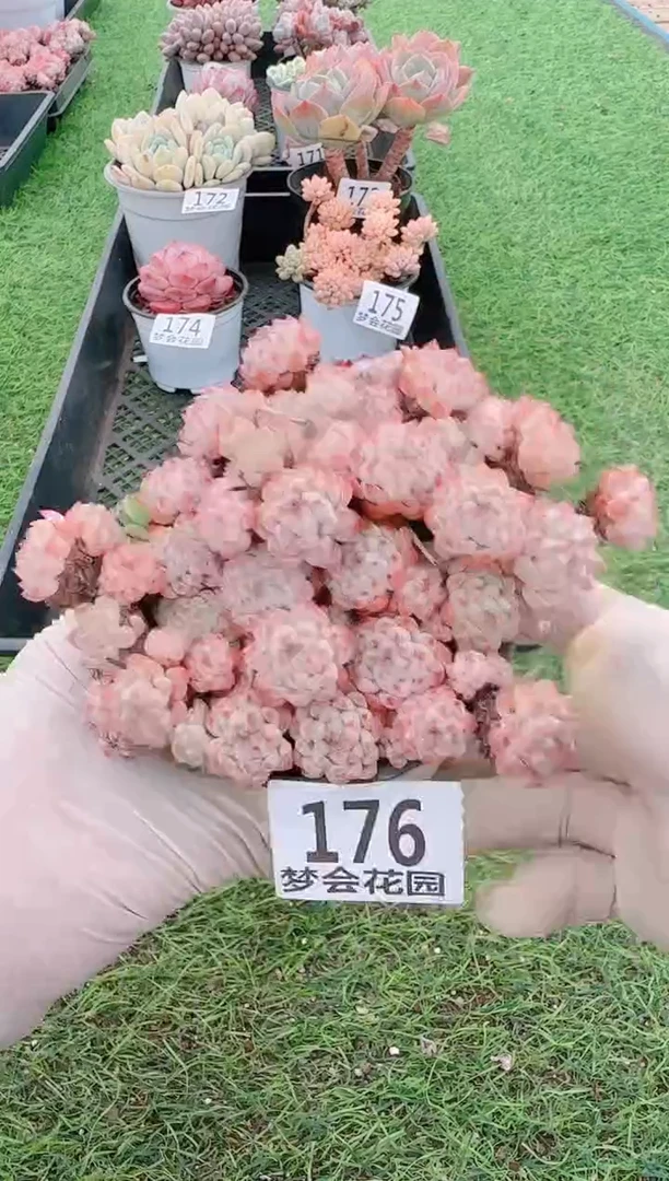 【闪购商品】梦会多肉一物一拍