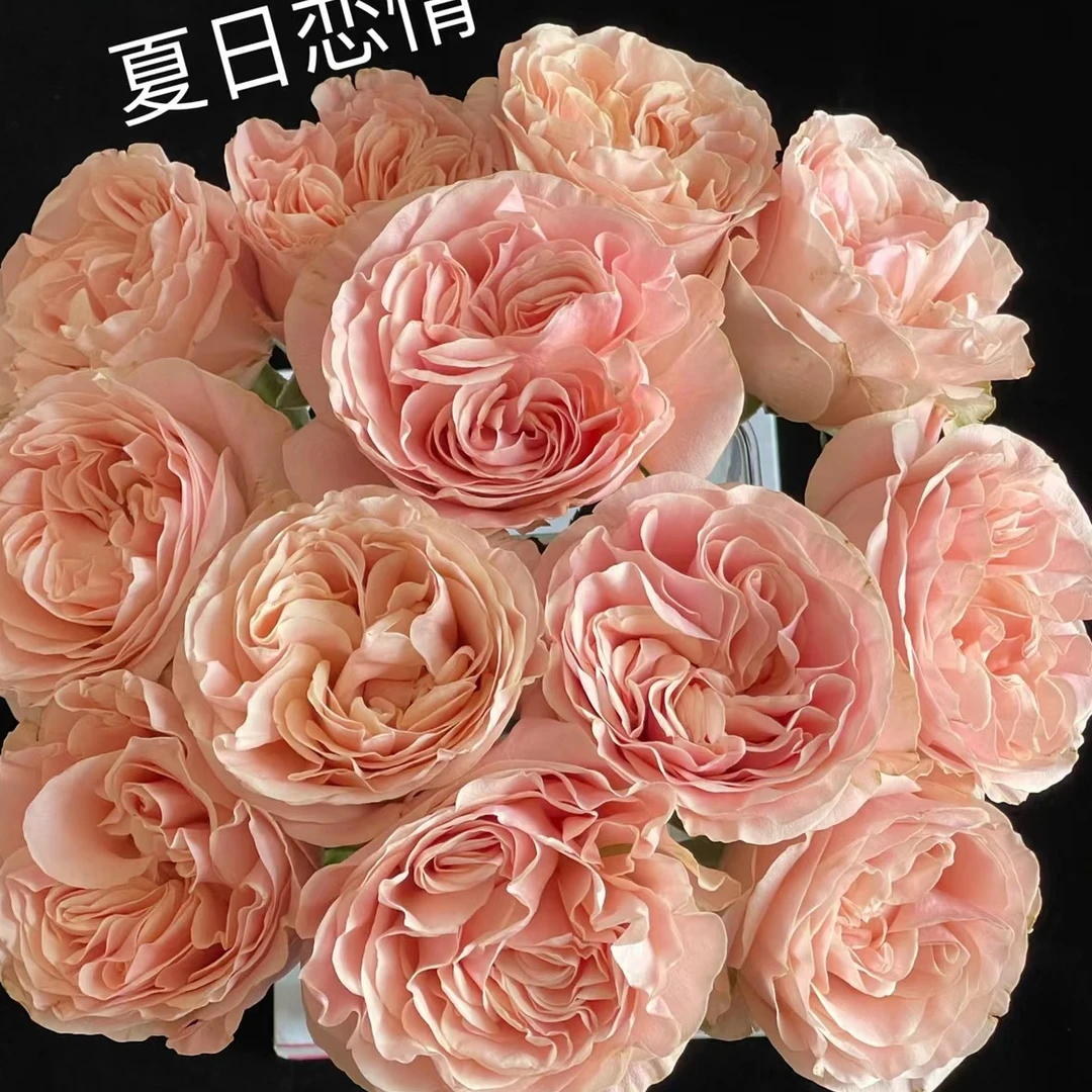 【夏日恋情玫瑰】高等级玫瑰/全场1单送货上门（2单升级顺丰包邮）