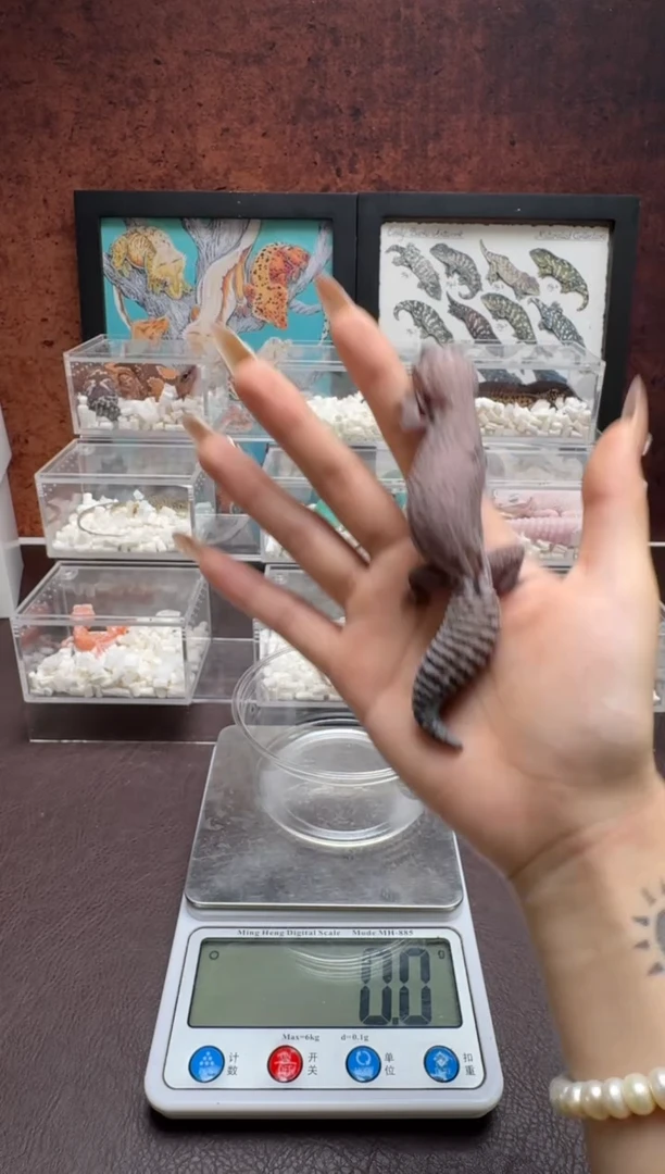 肥尾守宫鳞与尾 Scale Tail 爬宠