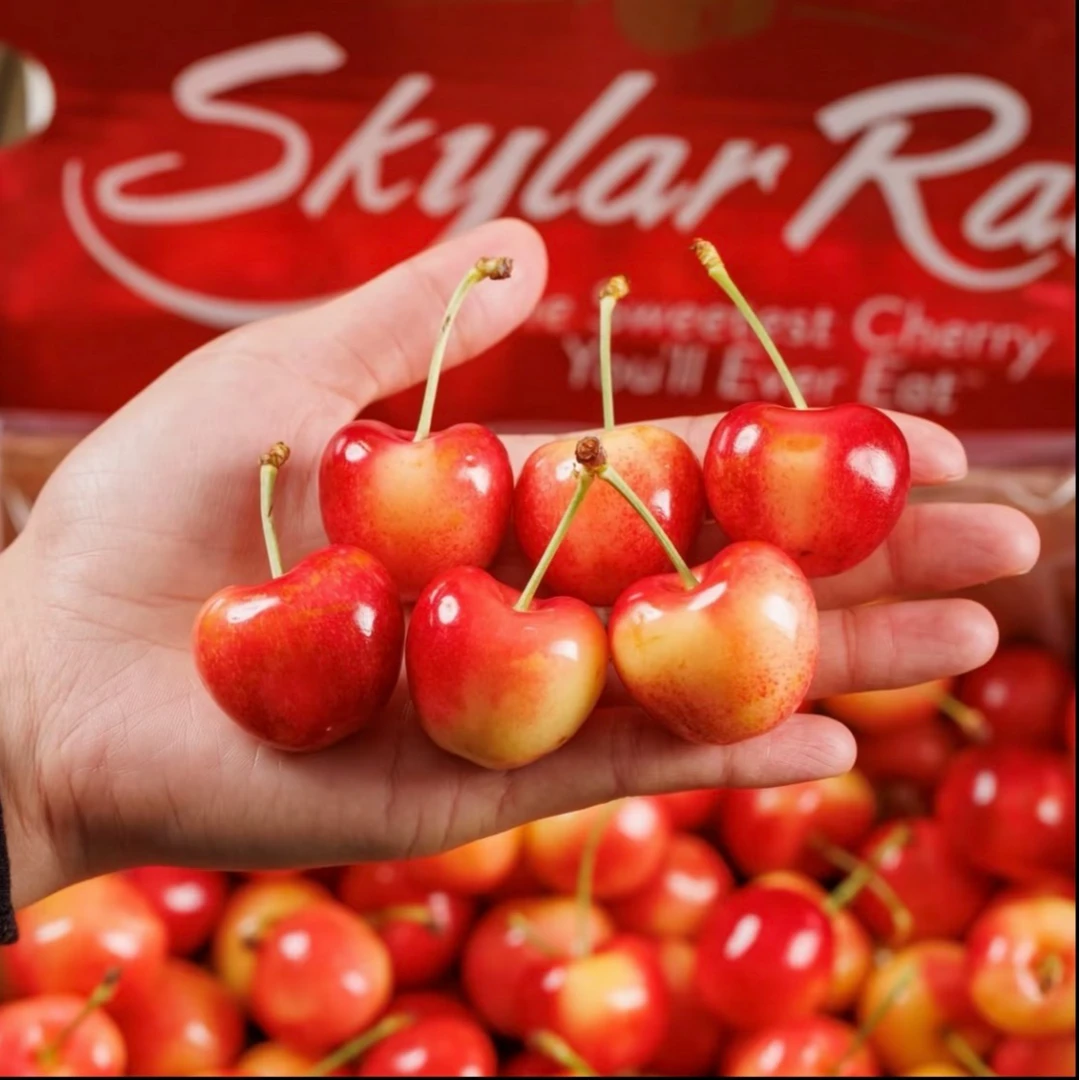 【2J高品质黄车次日达】斯凯拉雷黄车4斤智利空运车厘子内附果径卡斯凯拉雷樱桃智利共和国