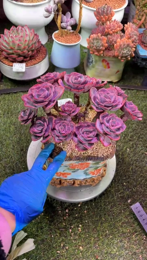 【闪购商品】05739