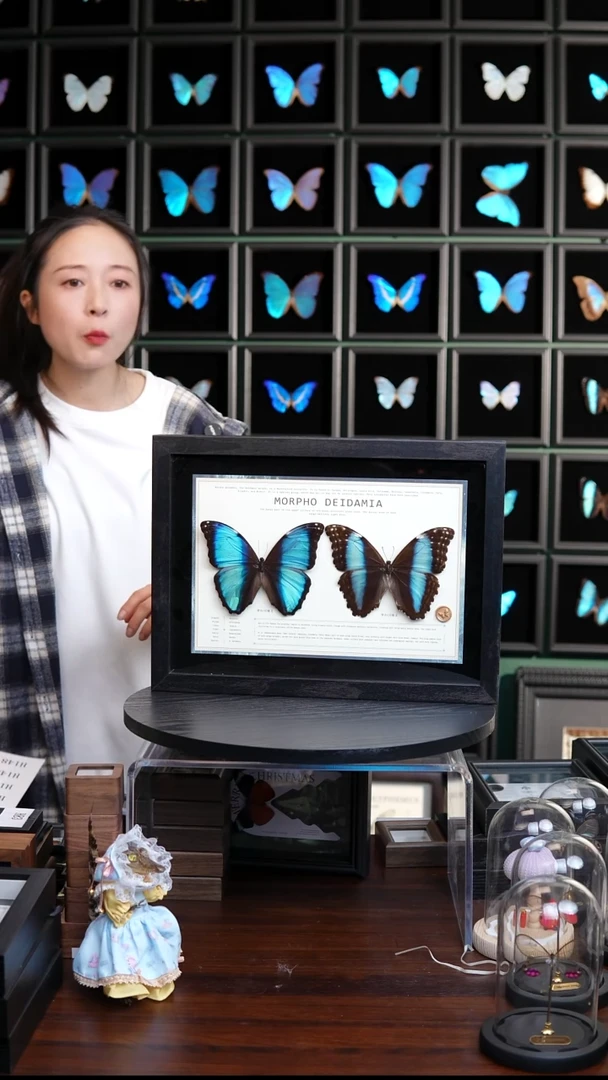 蝴蝶标本摆件竞拍梦幻雌雄H130