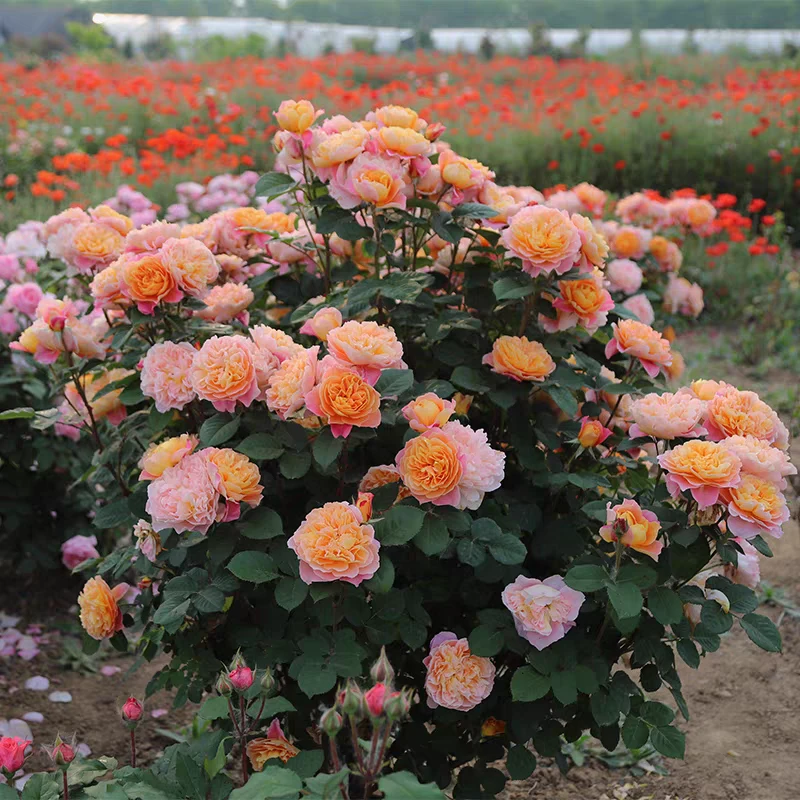 印象派爬藤月季多季开花爆花长势快抗性好耐寒耐晒可做花墙拱门