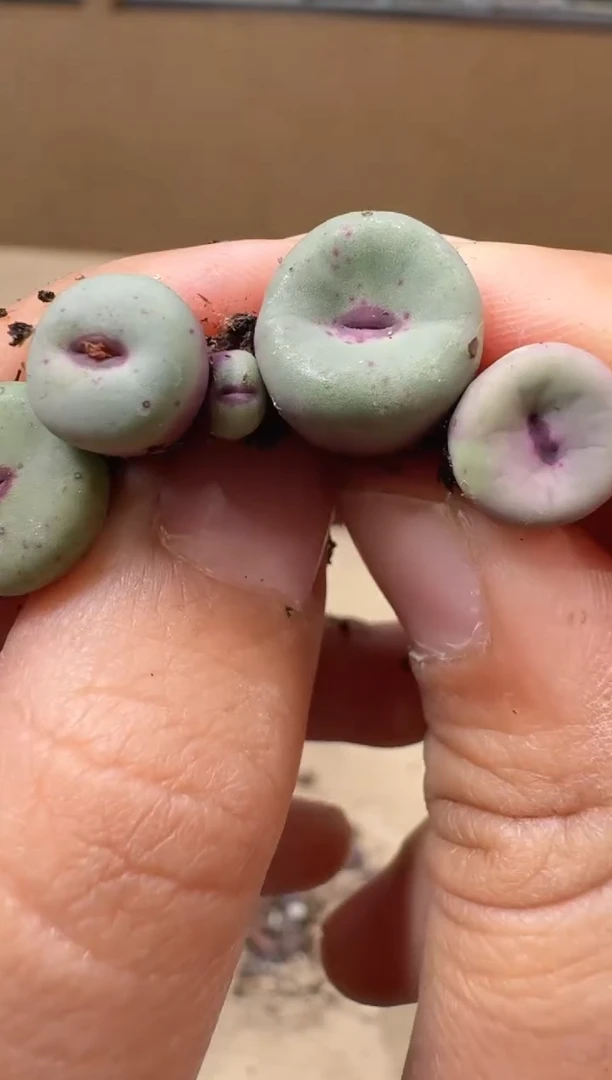 和****红多肉植物肉锥16-200    2736x1380b