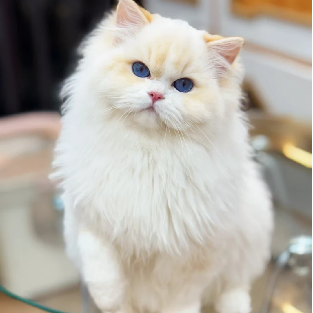 【辣辣专属】诚佟布偶猫舍猫咪预锁定通用款