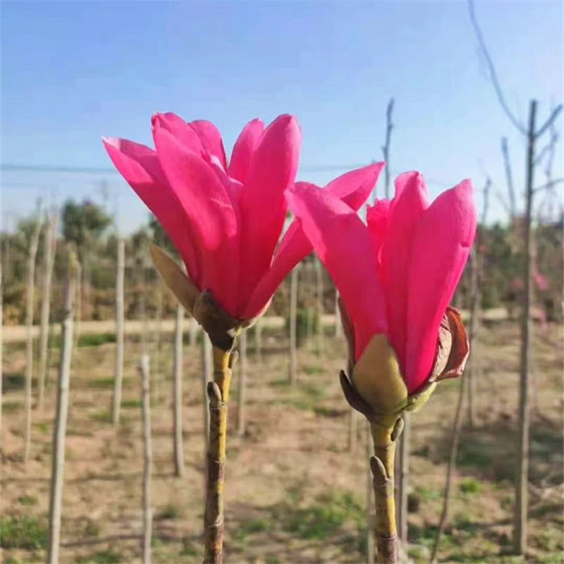 【直播一物一拍】娇红一号玉兰花