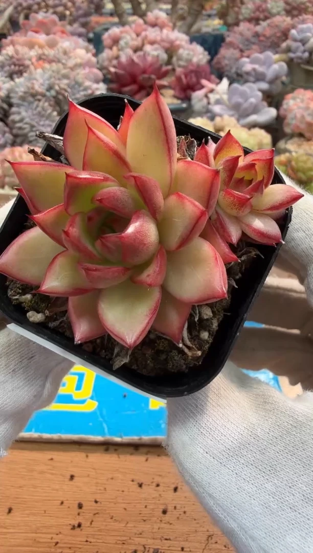 东云多肉园二店-412