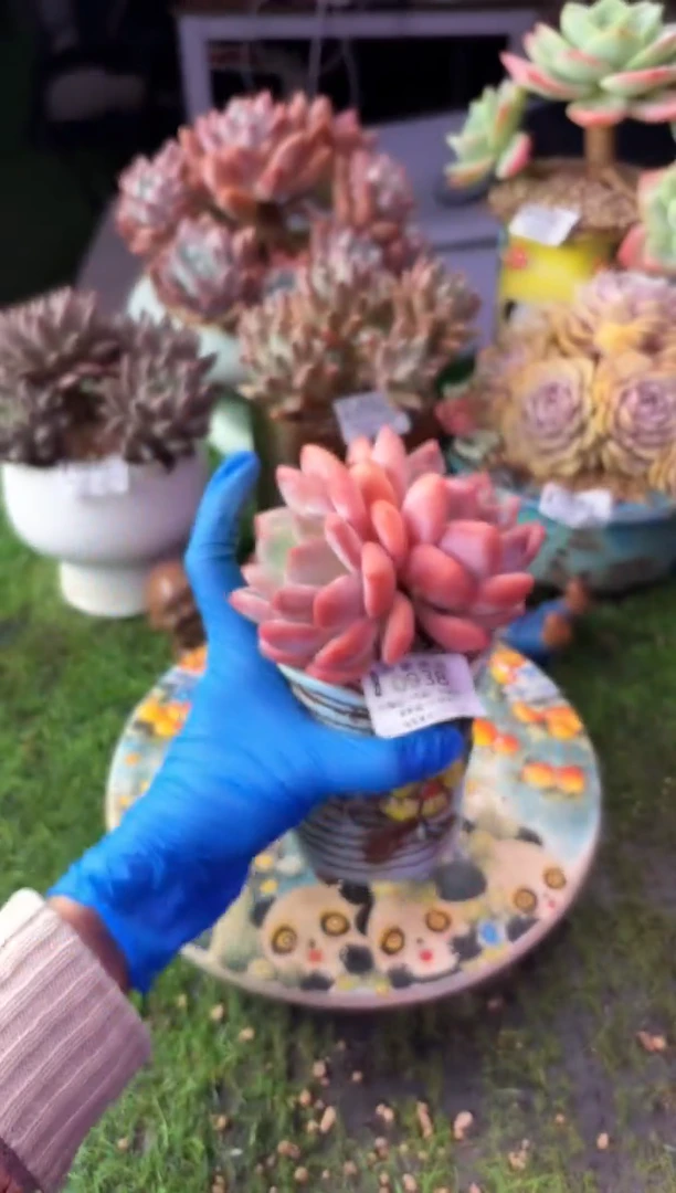 昆明印象多肉0938