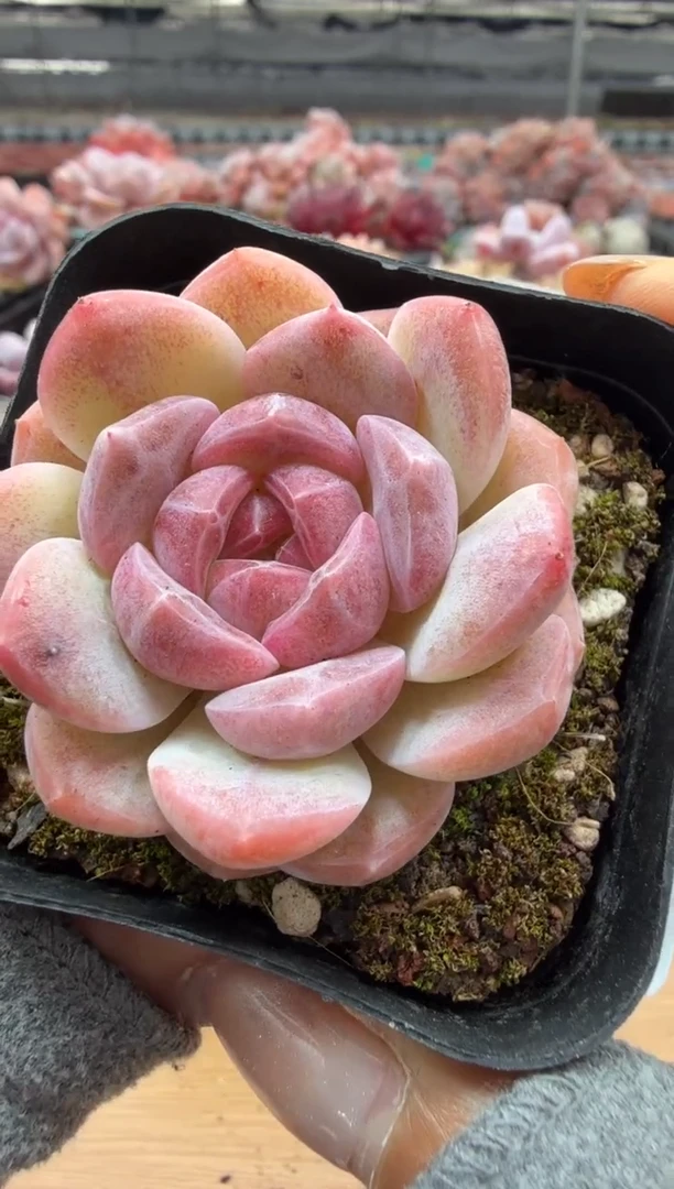 东云多肉园二店-19