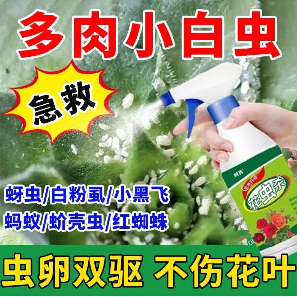 急救多肉小白虫专用除虫喷剂除白粉虱小飞黑蚜虫蚂蚁红蜘蛛蚧壳虫