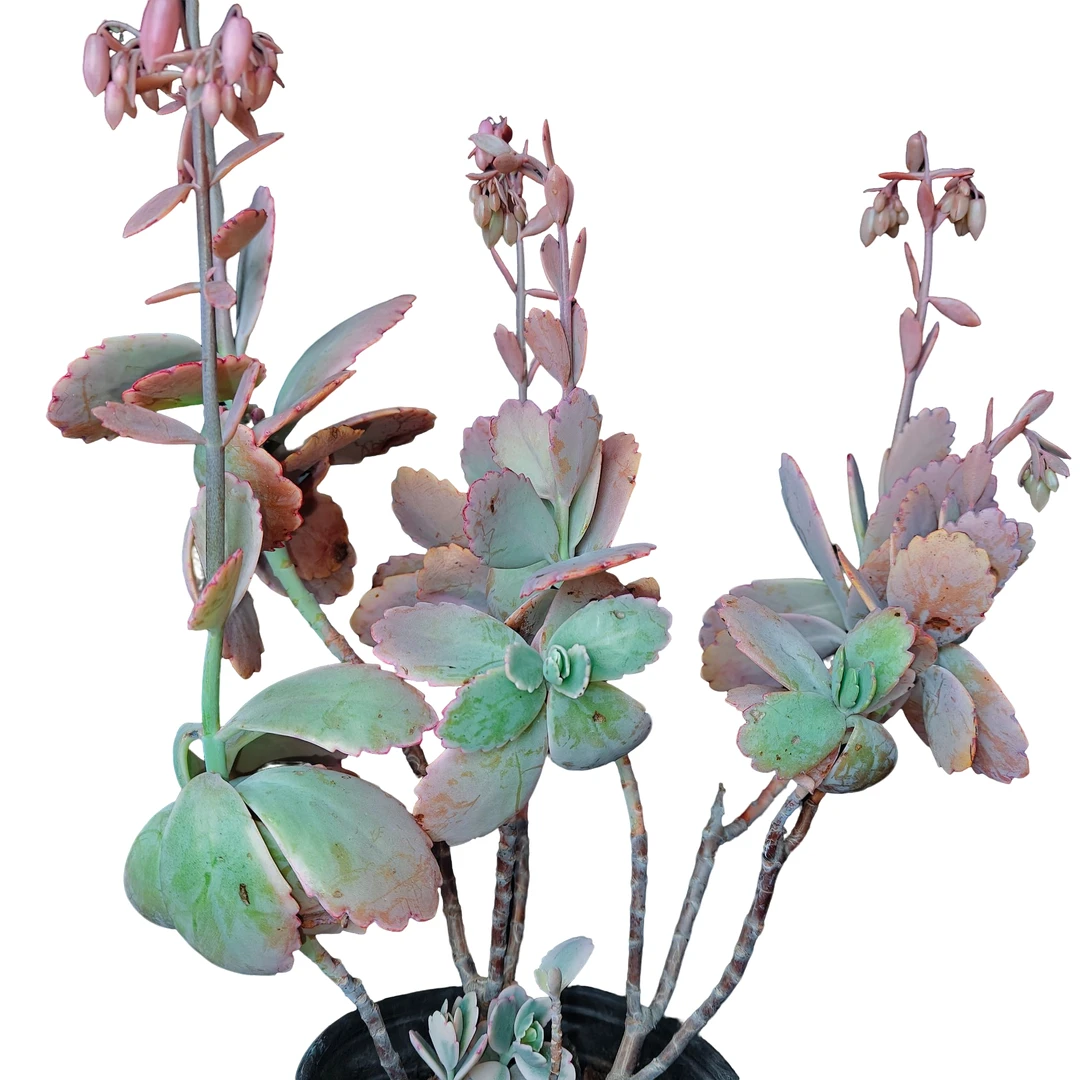 精品多肉   蝴蝶之舞