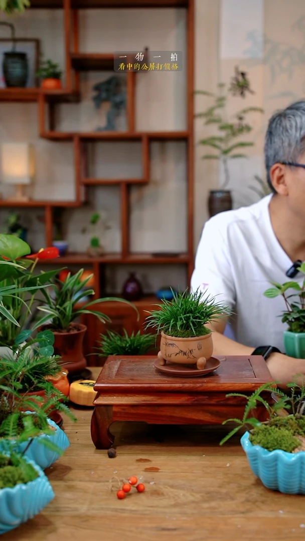 不开花植物心**?紫砂金钱099