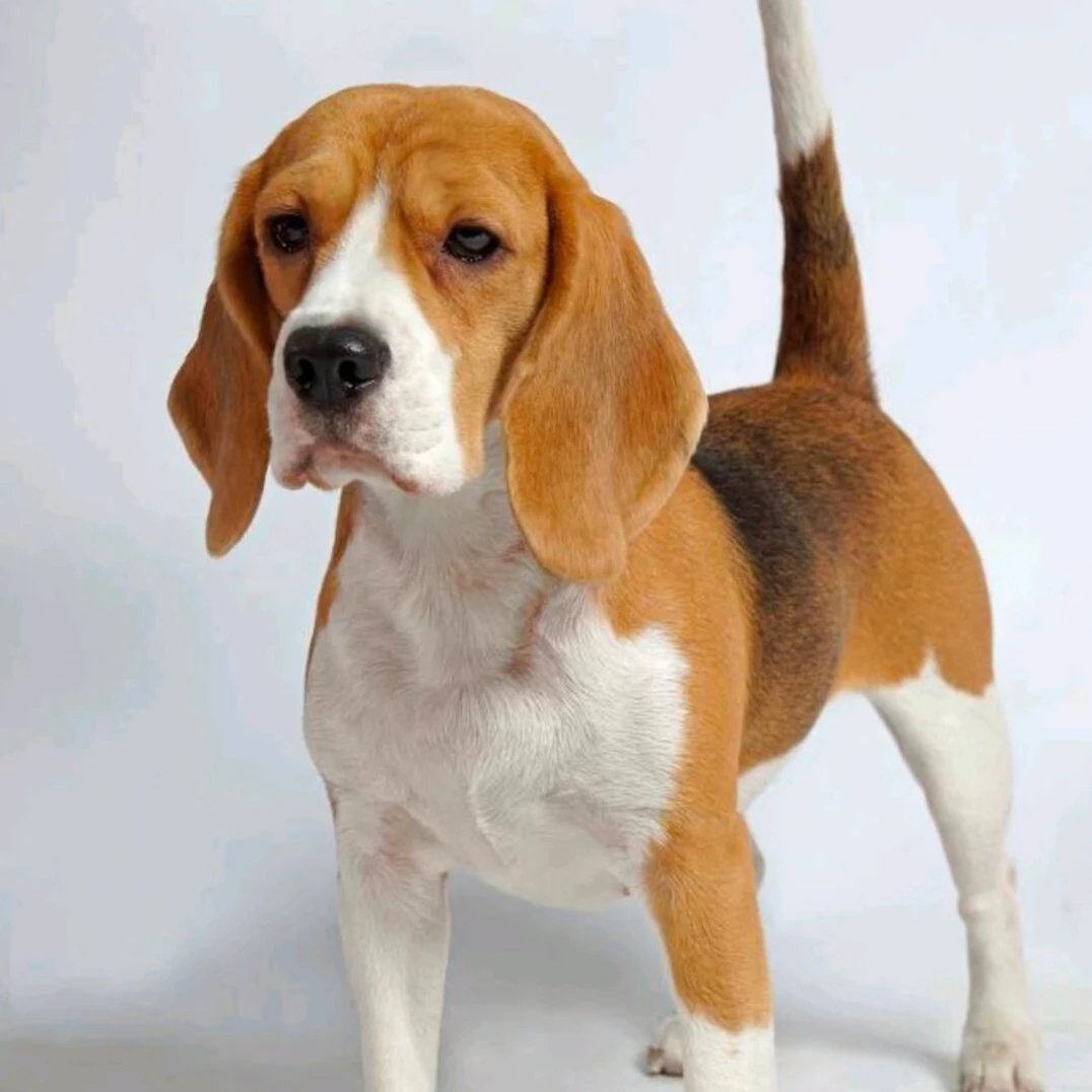 【大飞犬业】比格金毛拉布拉多边牧萨摩