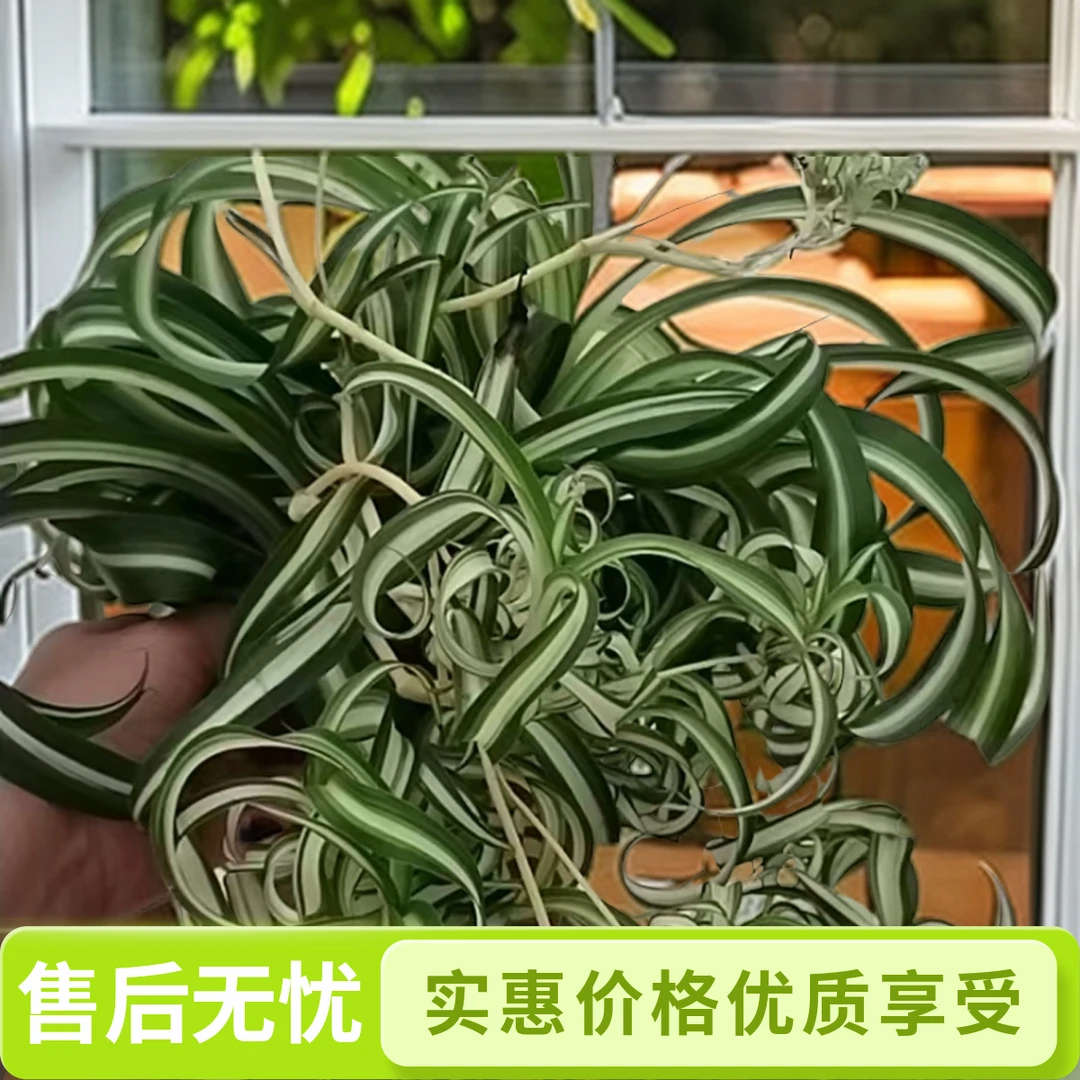 金心吊兰卷发女郎室内绿植金边吊兰金边客厅绿植盆栽开花植物