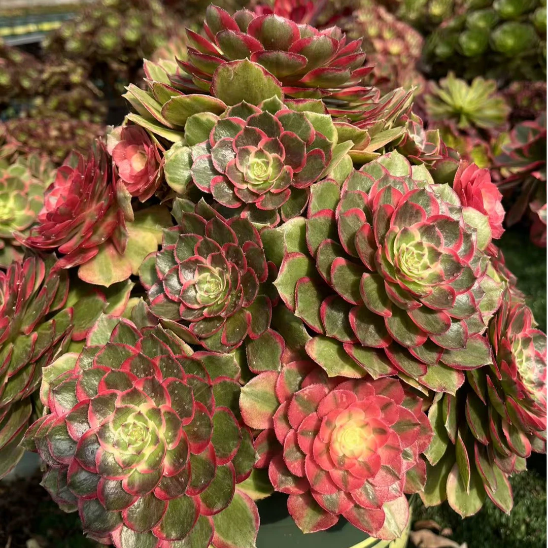 天禧夜宴粉花妖拍下找我选花选花