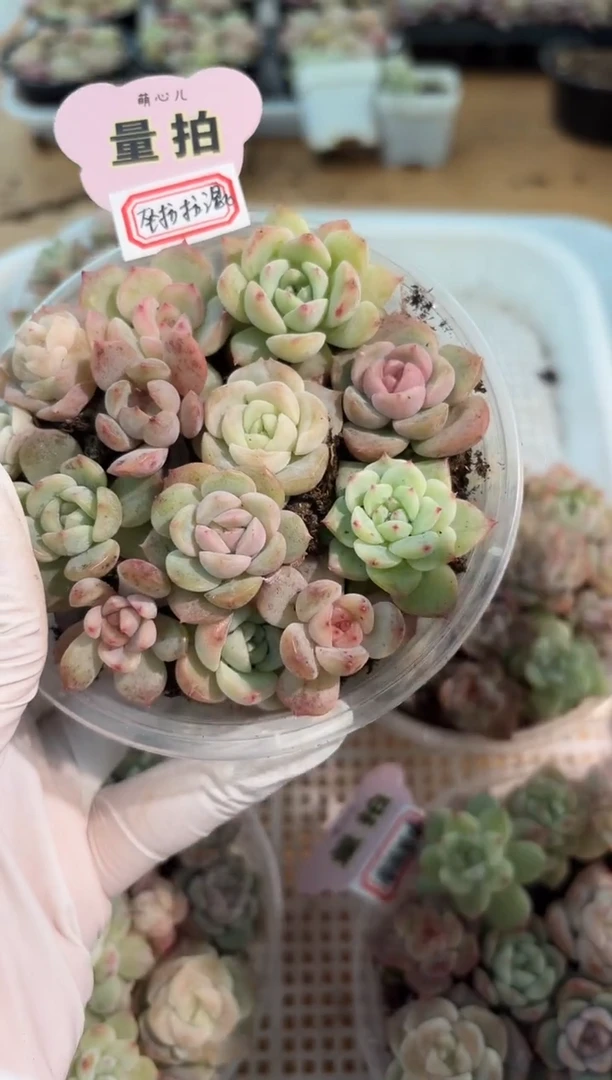 巫拉拉混 1盒 量拍混发