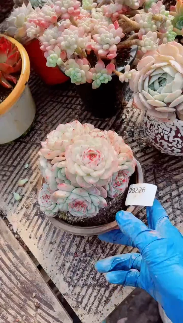 ?**云跃跃精品多肉28226