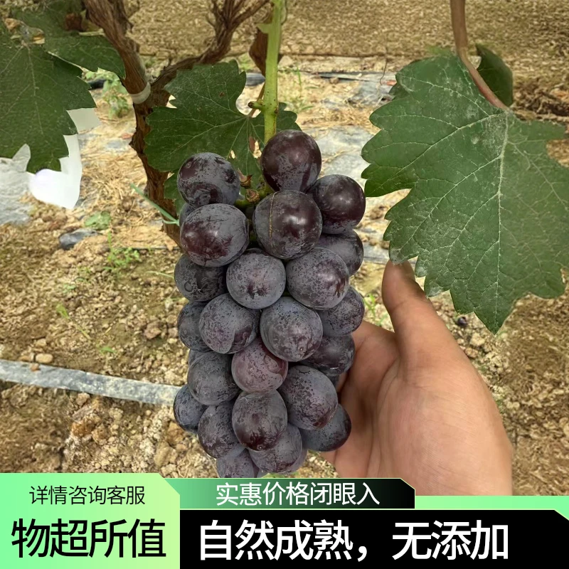 蜜光葡萄】人工采摘现摘现发皮薄肉多精美包装河南发货