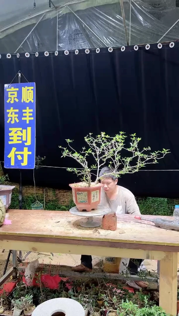 大量花朵（建议范围：8朵-15朵 或40%以上）天**炉海岛栀子花