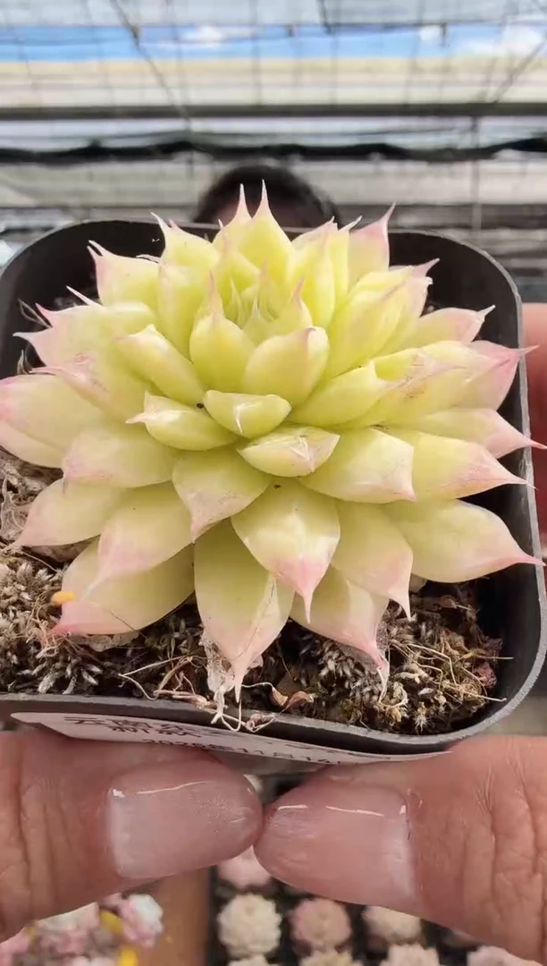 东云多肉园新款-189