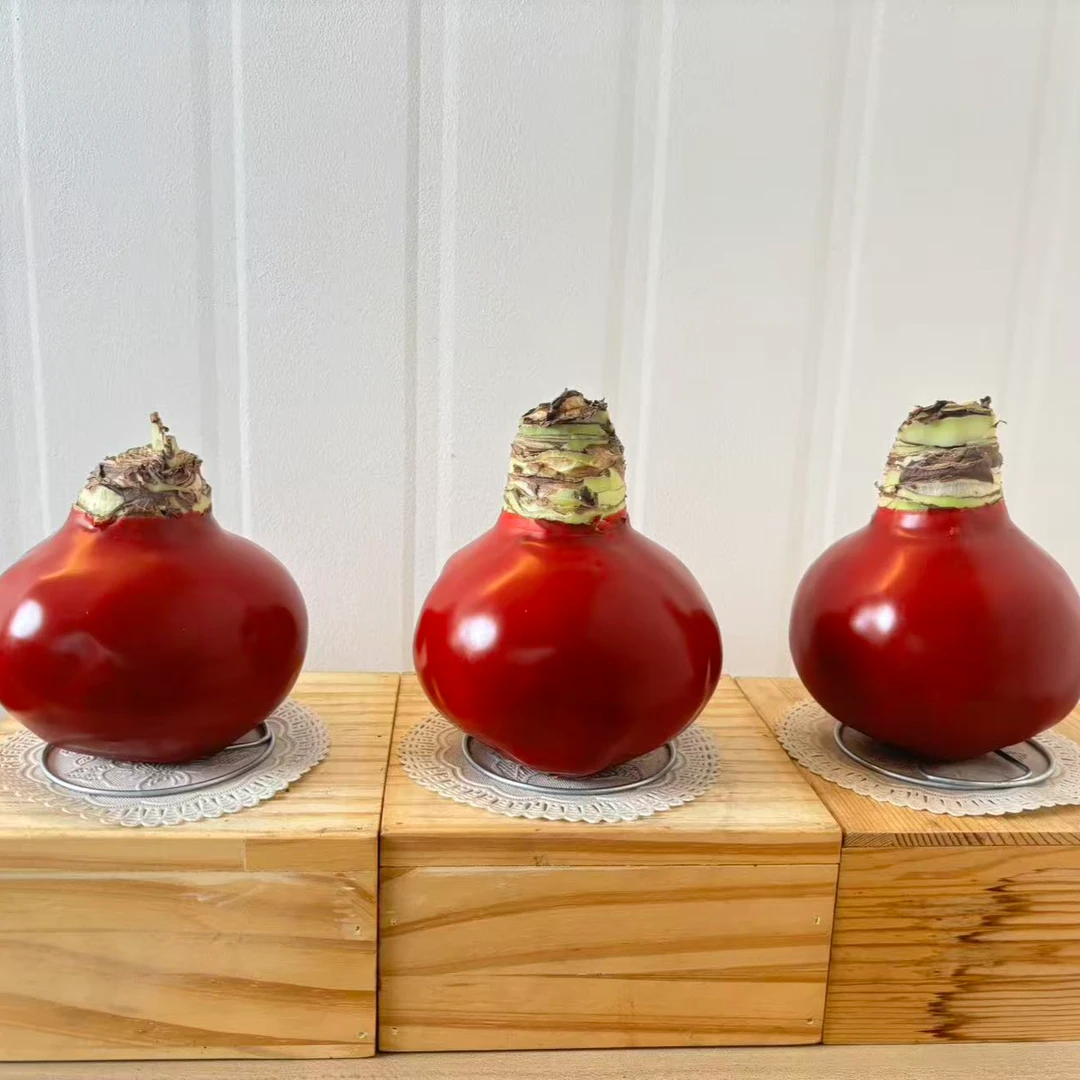 【路风朱顶红】进口球蜡球蜡封朱顶红种球花孔雀现货室内无需水养护