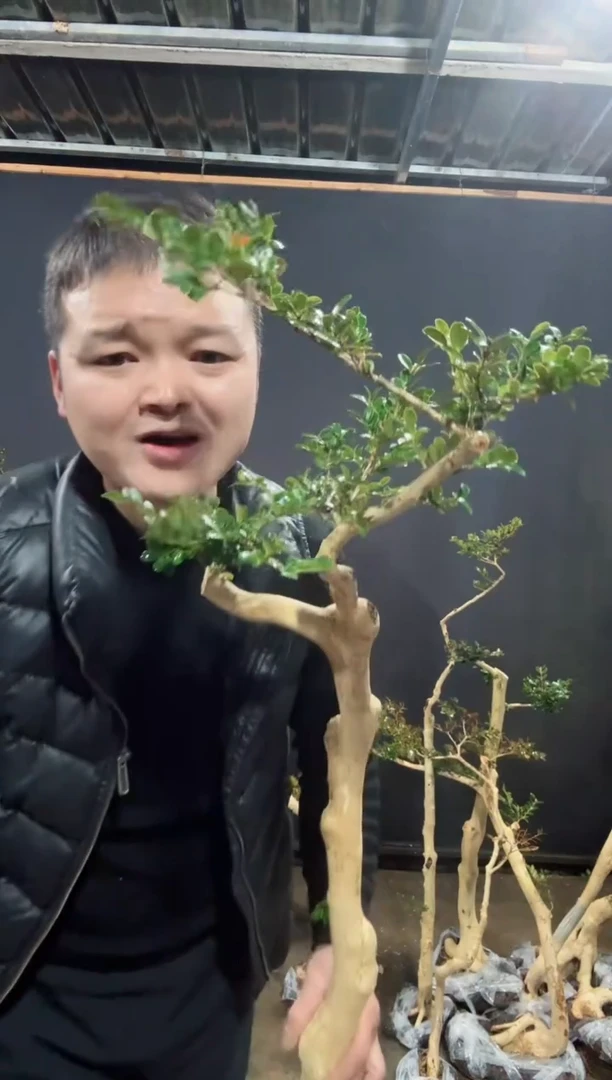 【闪购商品】湖北恩施白皮瓜子黄杨