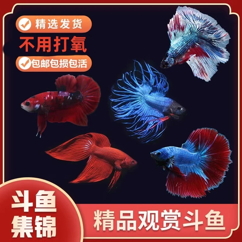 好养易活漂亮进口宠物泰国斗鱼活体观赏鱼淡水热带鱼小型半月活鱼
