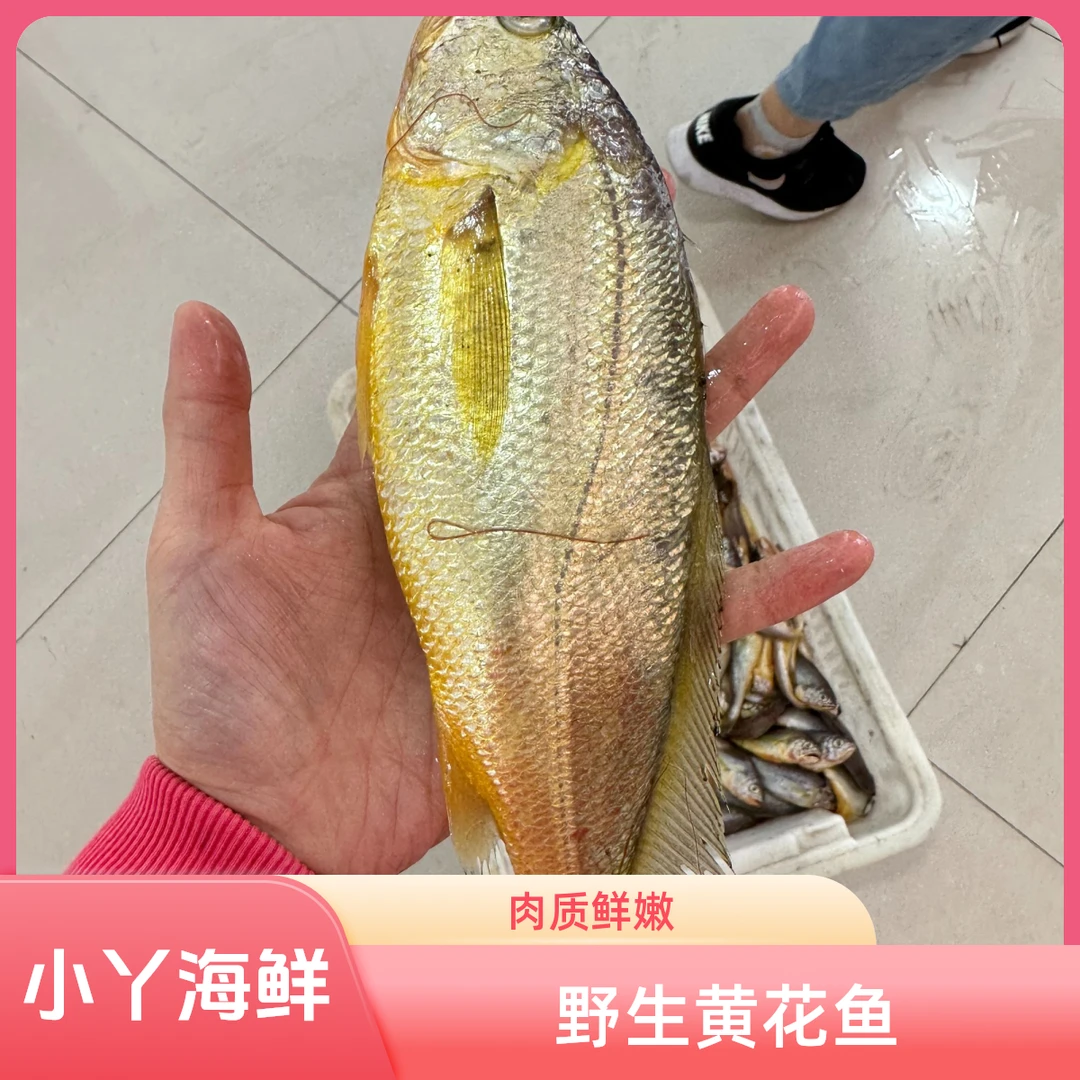 【微残  野生海捕黄花鱼】冻发  新鲜肉嫩  顺丰发货