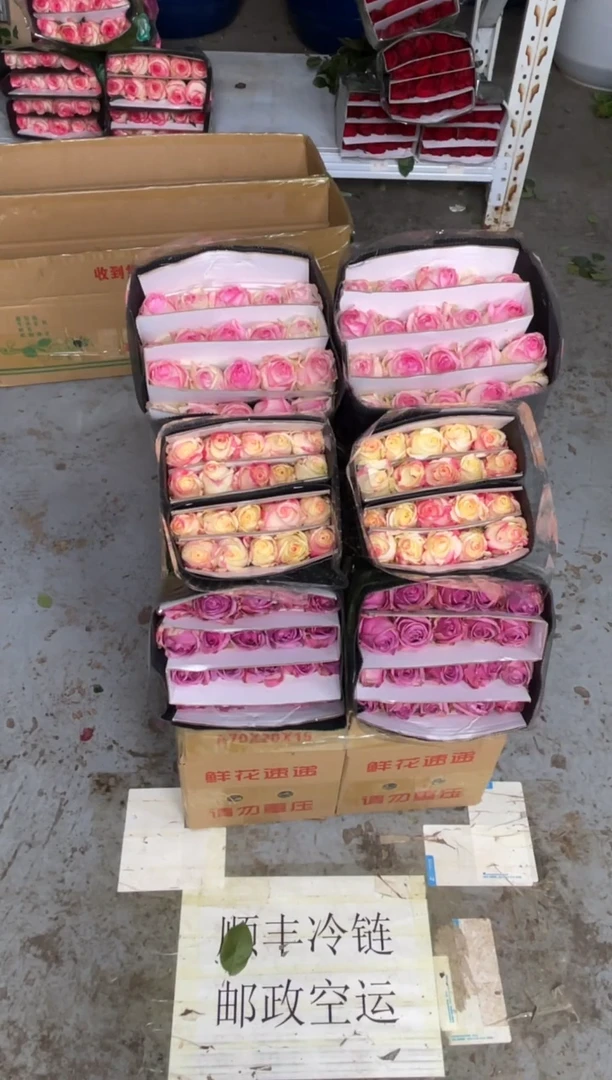 冷美人20枝+霓裳20枝+桃红20枝