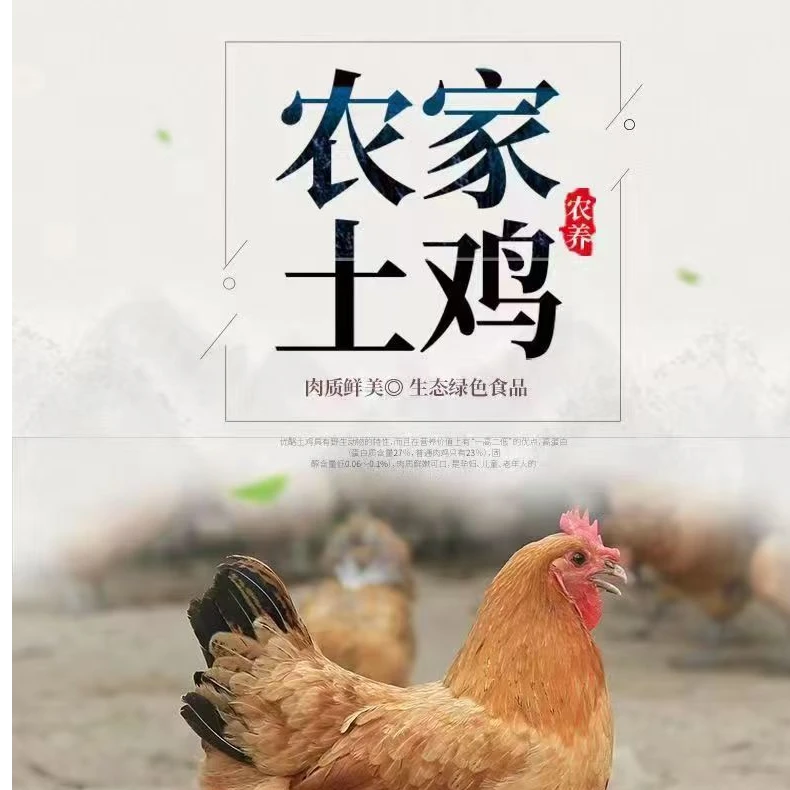 湖北放养黄油老母鸡带内脏肉质鲜嫩顺丰冷链包邮450天以上