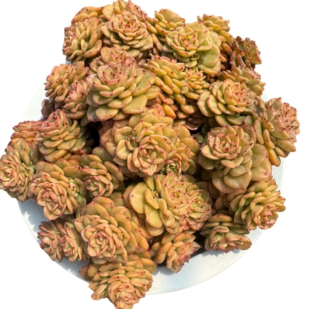 黄金腊牡丹 新手好养 庭院 阳台 多肉植物