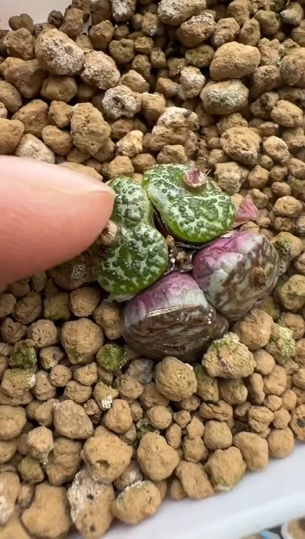 【闪购商品】15-69扒皮